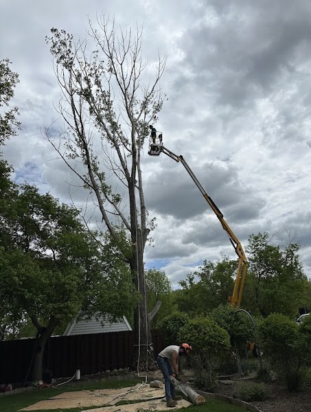 Forde Tree Service LLC — Tree Service in Bismarck, ND